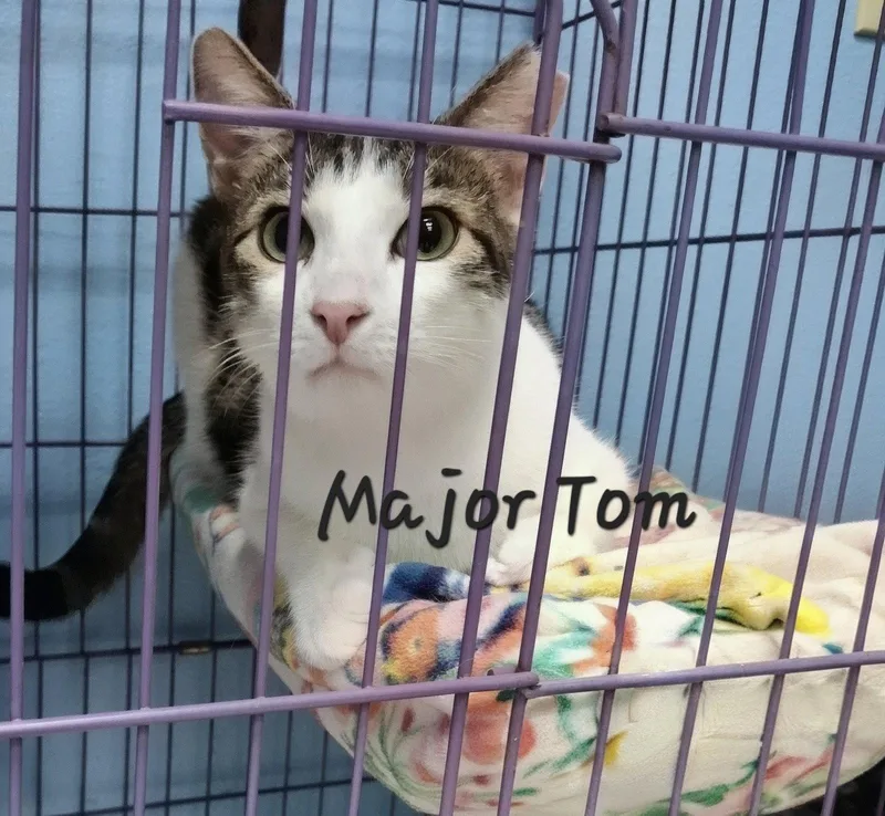 A young medium-sized male Tabby cat named Major Tom missioncommander for adoption in Houston, TX