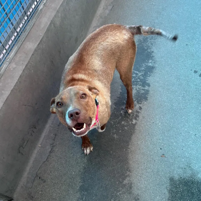 An adult medium-sized female Yellow / Tan / Blond / Fawn Mixed Breed dog named Easter for adoption in Mission Hills, CA