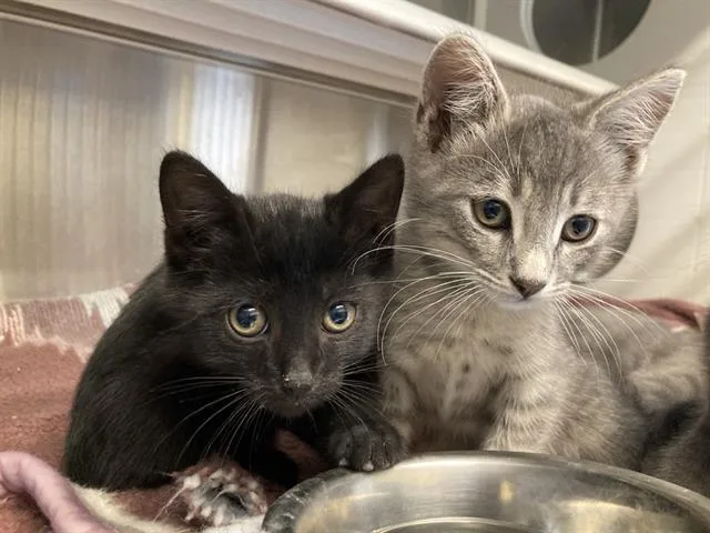 A baby small-sized male Domestic Short Hair cat named Shearwater for adoption in Tustin, CA