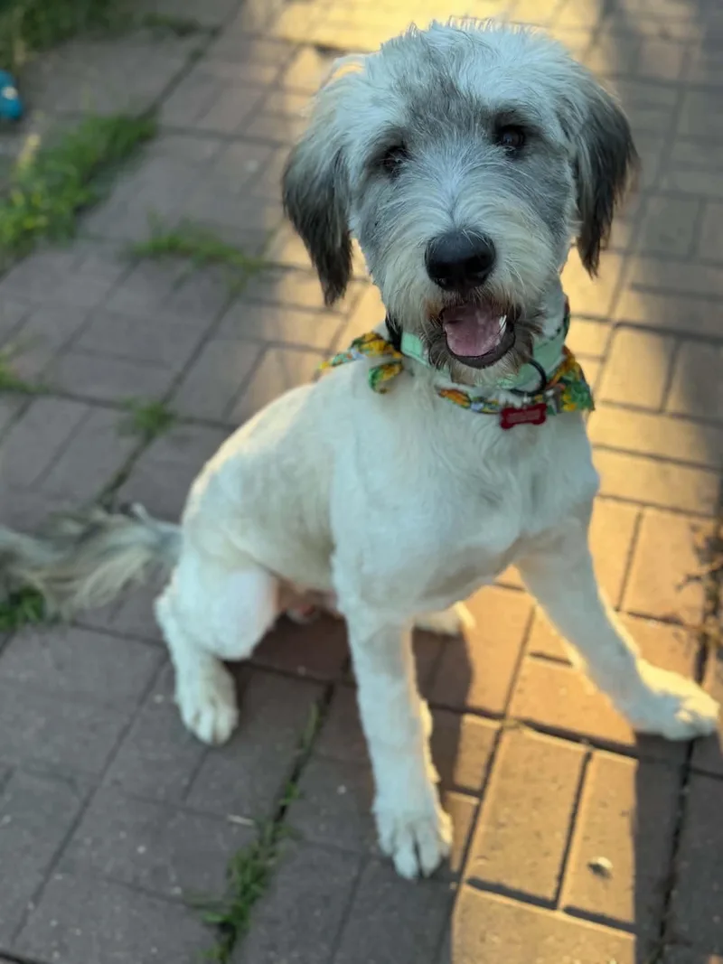 A young large-sized male White / Cream Goldendoodle dog named Max for adoption in Dysart, IA
