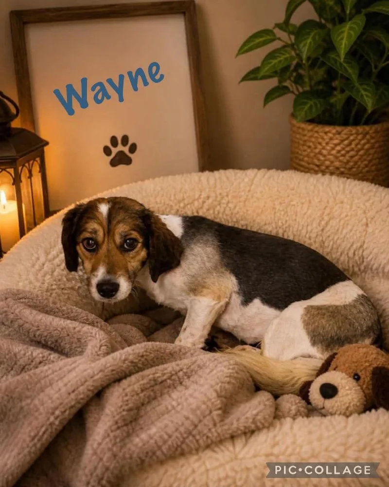 Wayne