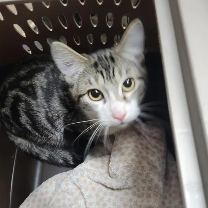 A baby medium-sized male Brown / Chocolate Domestic Short Hair cat named Eomer for adoption in Tacoma, WA