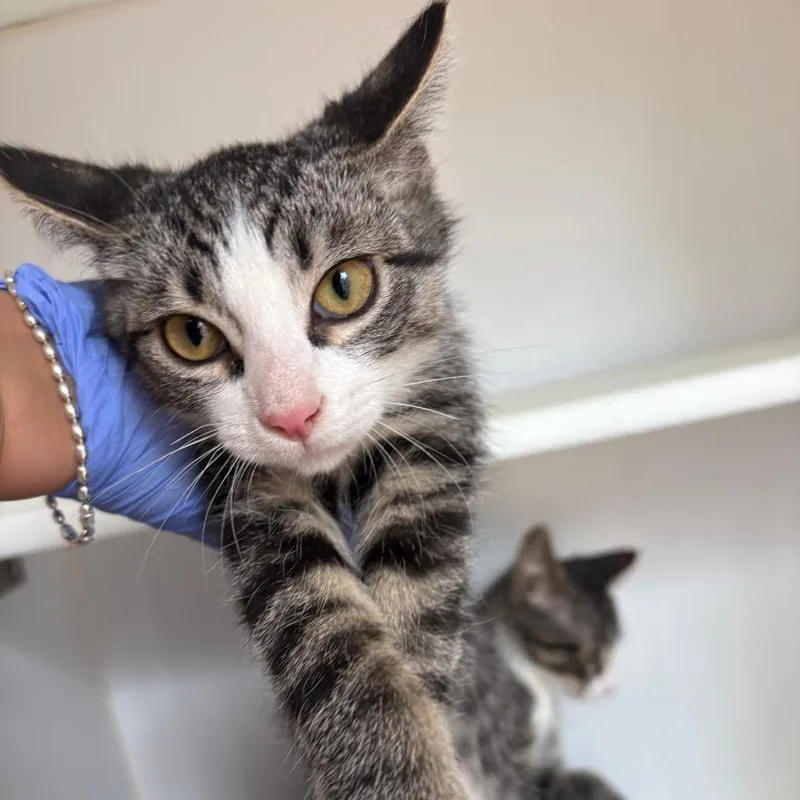 A baby small-sized male Brown / Chocolate Domestic Short Hair cat named Hollander for adoption in Kanab, UT