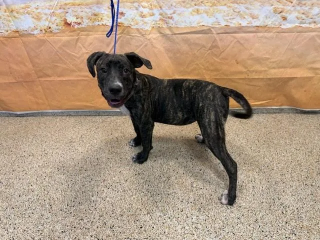 A young small-sized female Mastiff dog named Chulita for adoption in Miami, FL