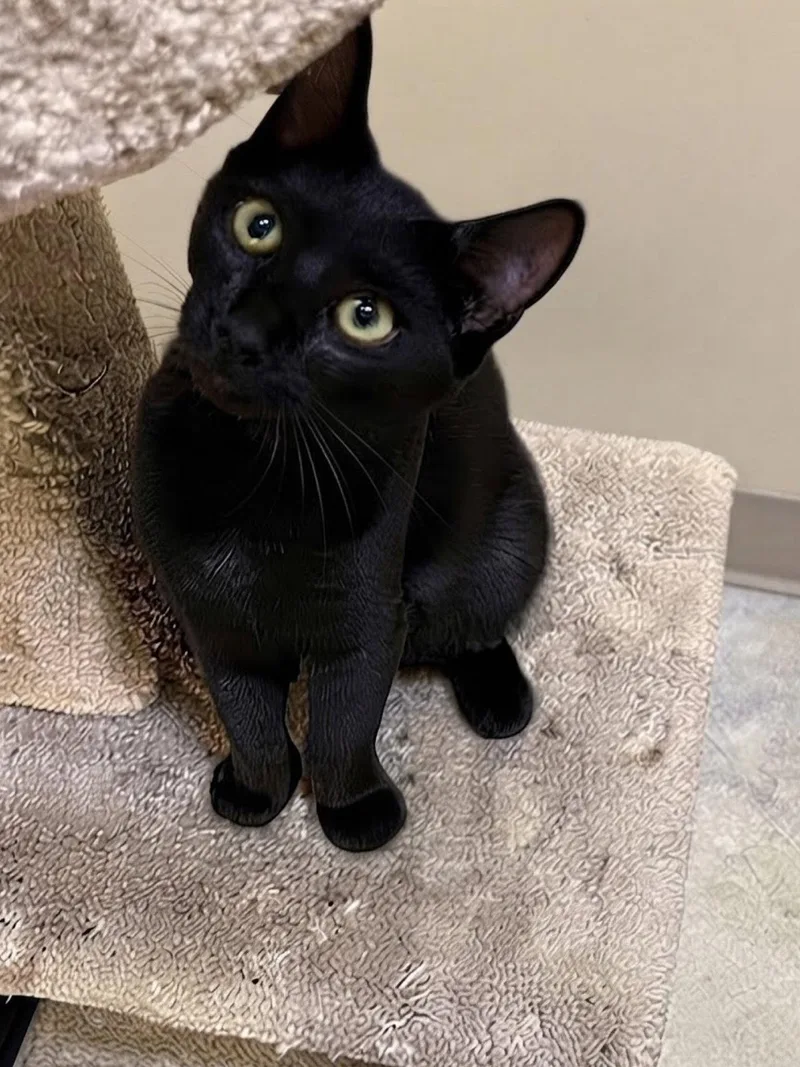 A young medium-sized female Black Domestic Short Hair cat named Gracie for adoption in Blasdell, NY