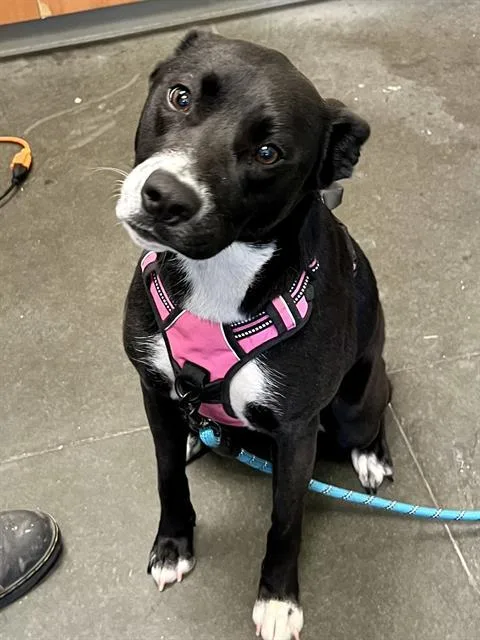 A young medium-sized female Pit Bull Terrier dog named Lilith for adoption in Santa Cruz, CA