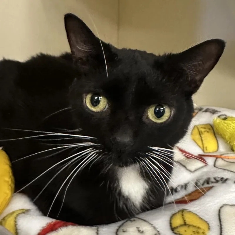 An adult medium-sized male Black Domestic Short Hair cat named Makarios for adoption in Hinsdale, IL