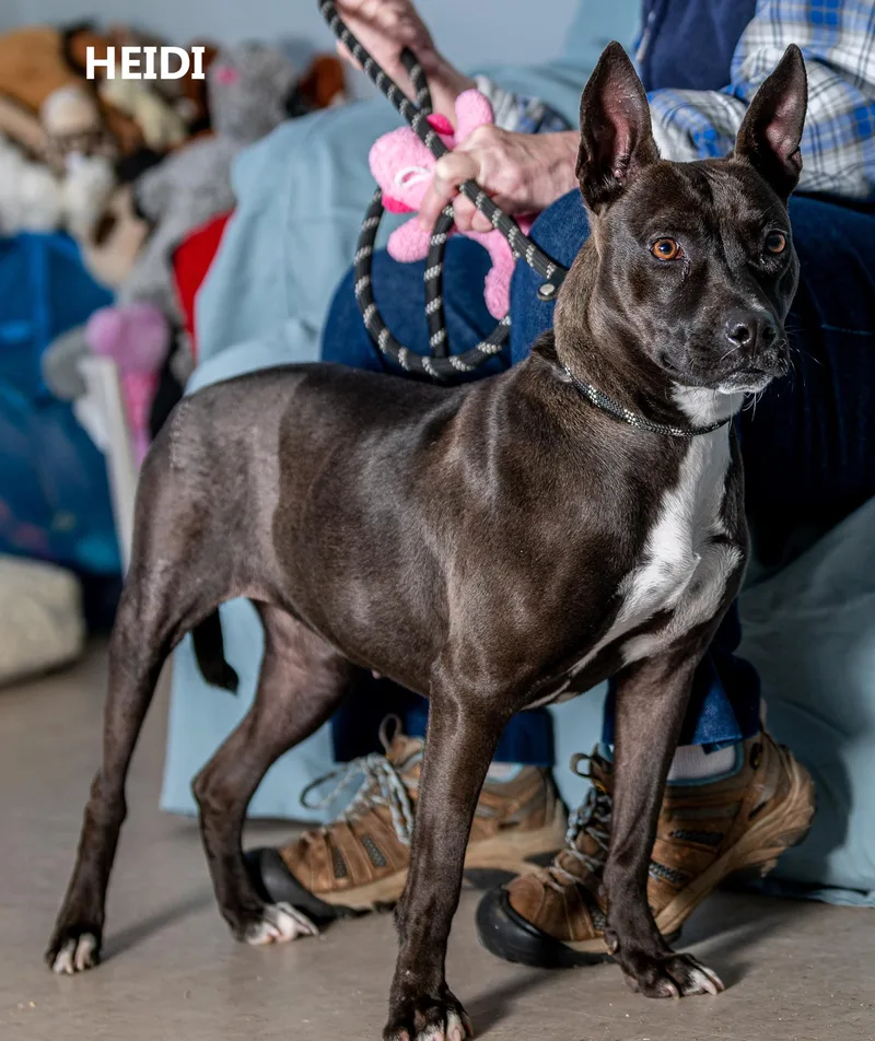 Heidi
