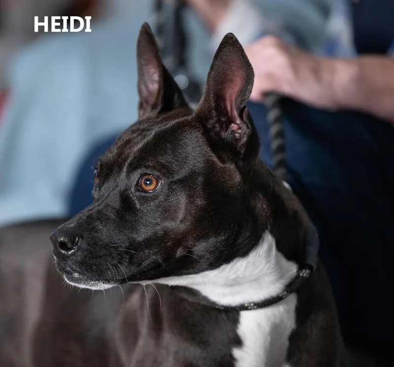 Heidi thumbnail 2