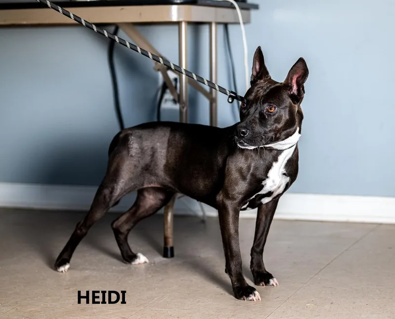 Heidi thumbnail 3