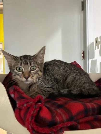 A baby small-sized female Domestic Short Hair cat named Biscuit for adoption in New Orleans, LA