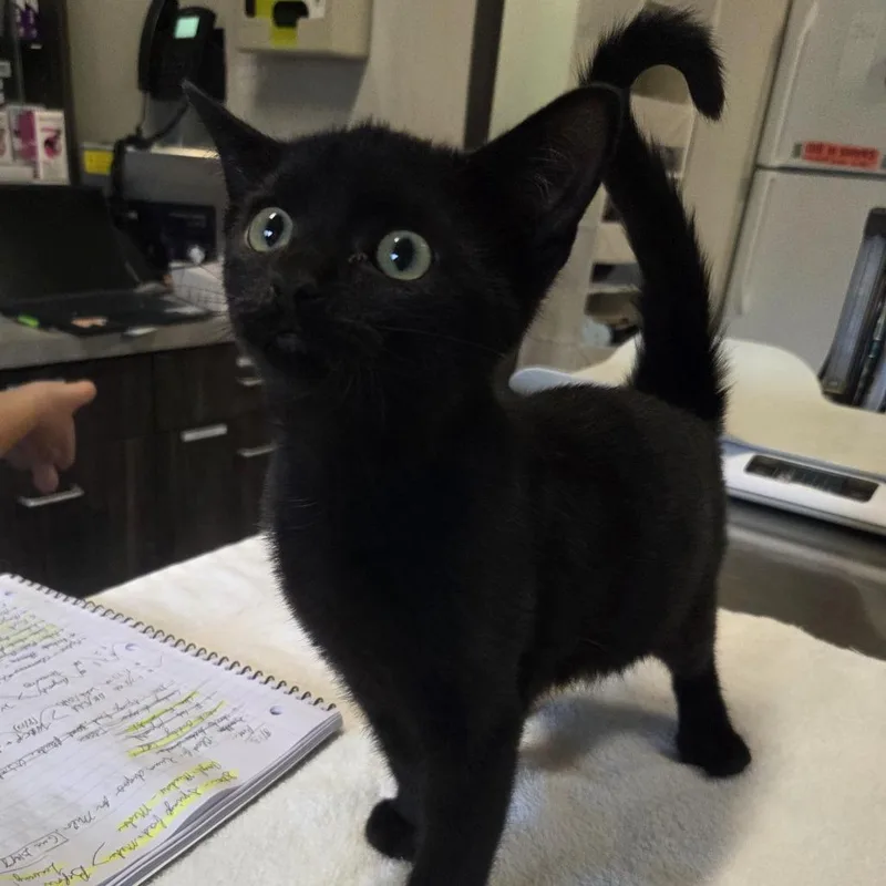 A baby small-sized female Black Domestic Short Hair cat named Beanie for adoption in Hinsdale, IL
