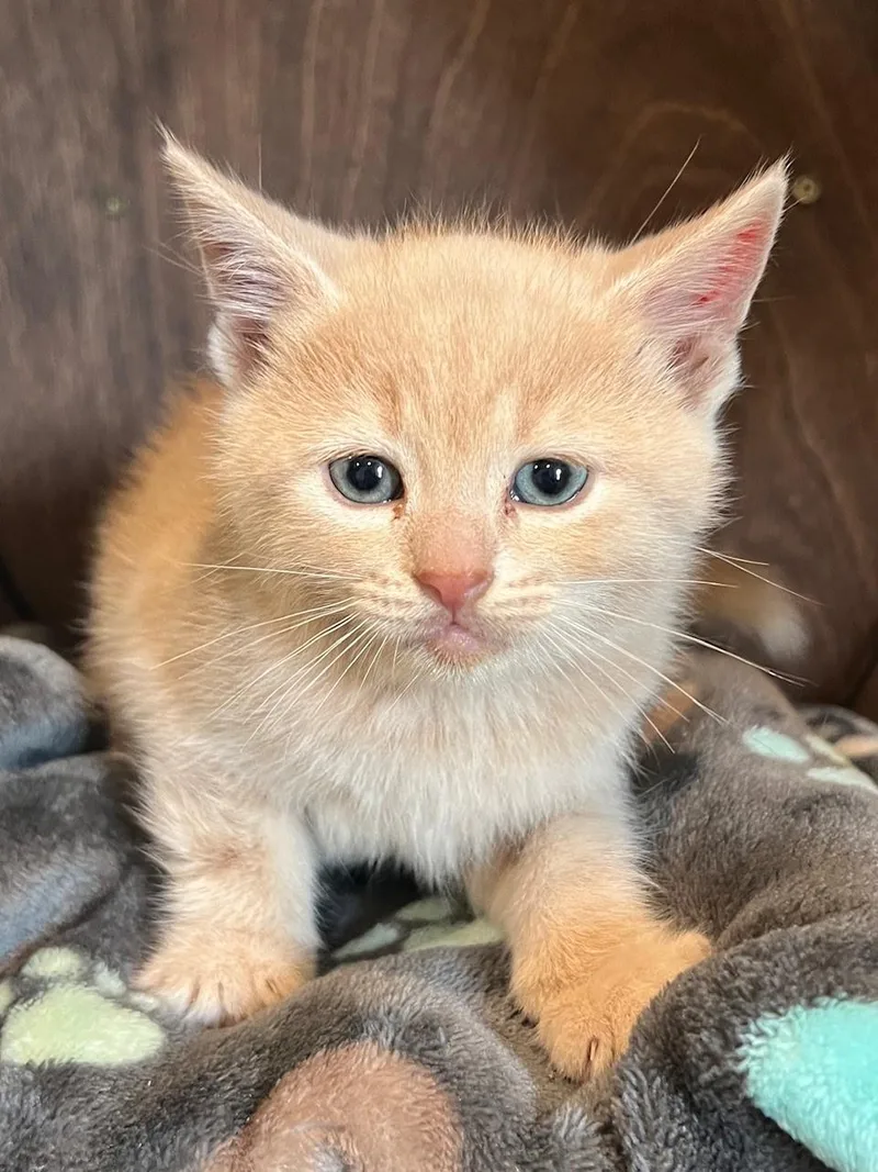 A baby medium-sized male Buff / Tan / Fawn Domestic Short Hair cat named Logan for adoption in Nashville, TN