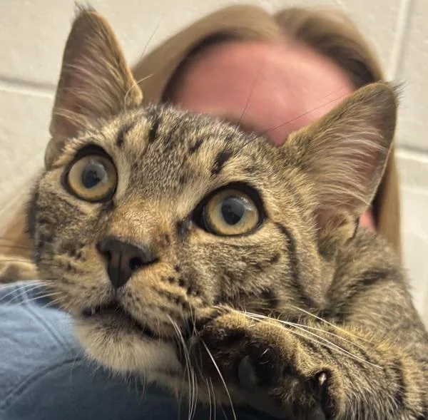A young small-sized male Domestic Short Hair cat named Jasper for adoption in Golden, CO
