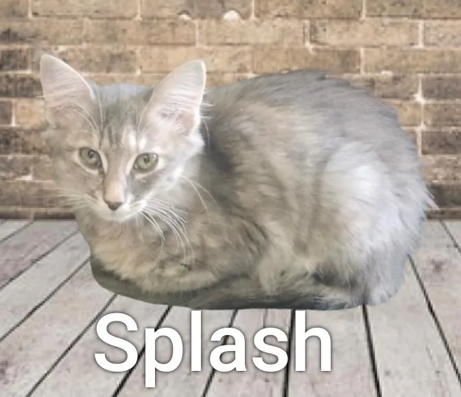 Splash