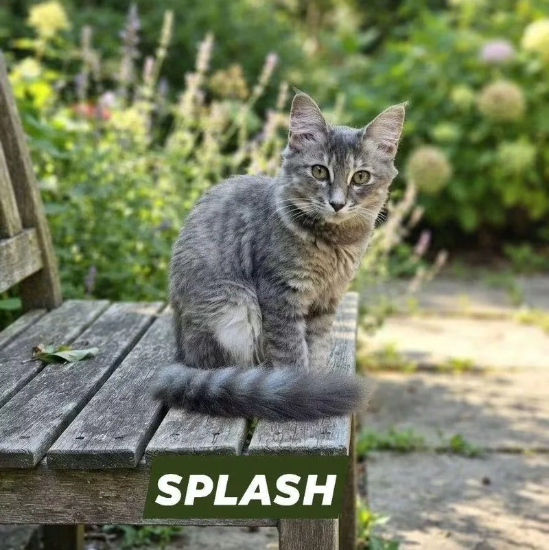 Splash thumbnail 2