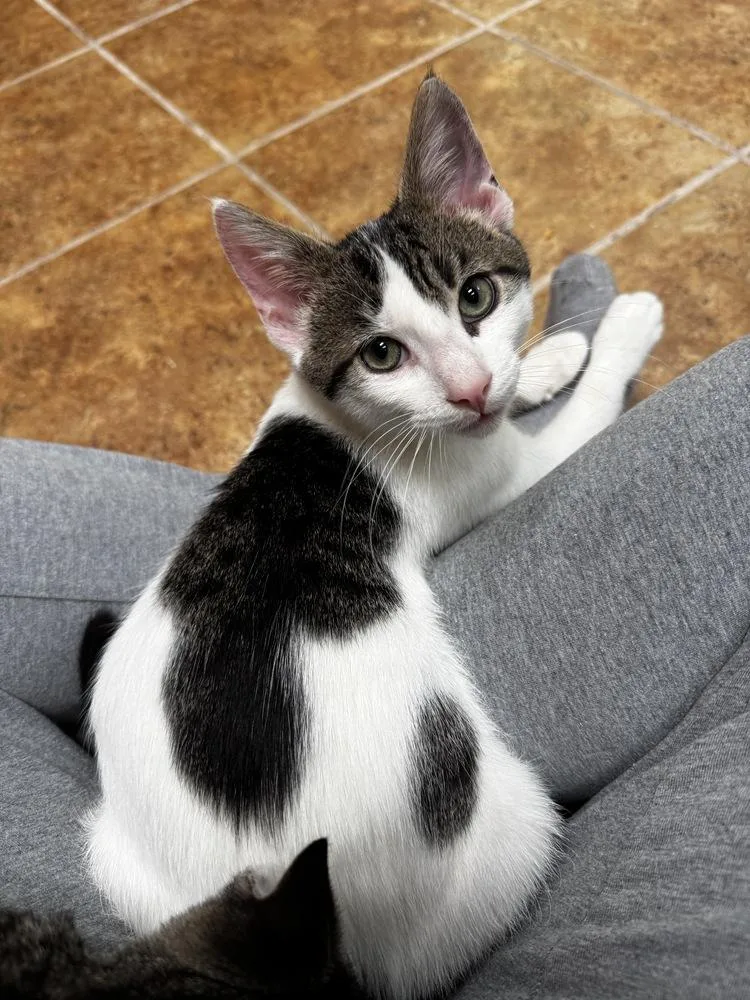 A baby small-sized male Black & White / Tuxedo Domestic Short Hair cat named Shroom for adoption in Taylor, PA