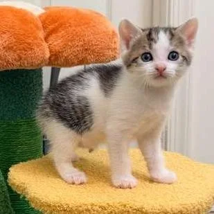 A baby small-sized male White Domestic Short Hair cat named Woody for adoption in Winchester, VA