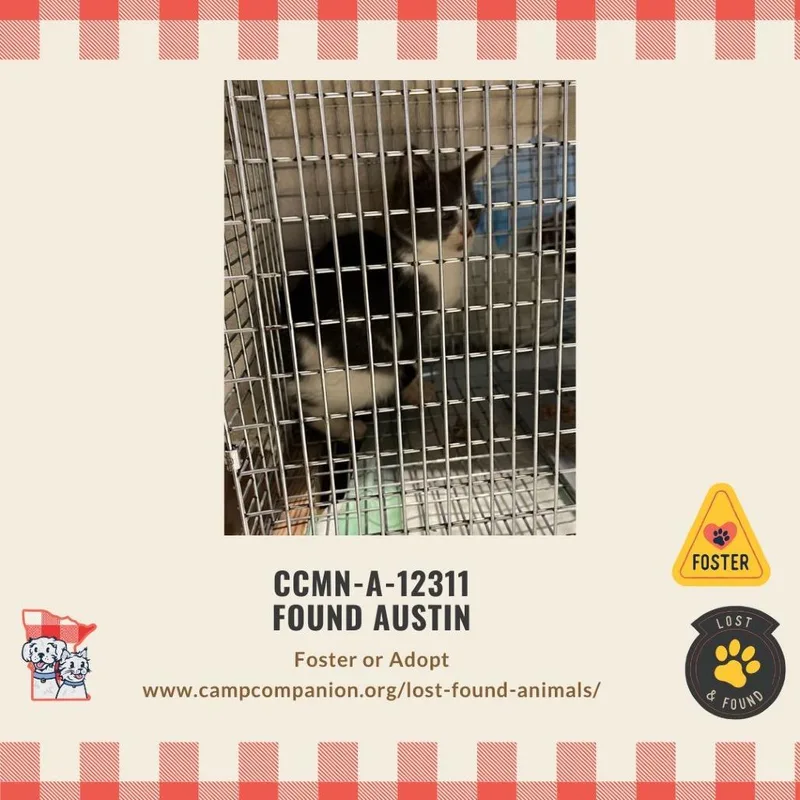 Candy Cane thumbnail 4