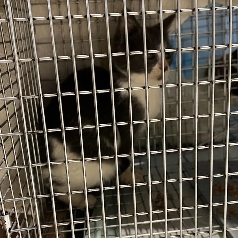 Candy Cane thumbnail 5