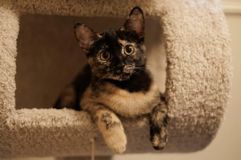A baby medium-sized female Domestic Short Hair cat named Hazel & Reese for adoption in Wheaton, IL
