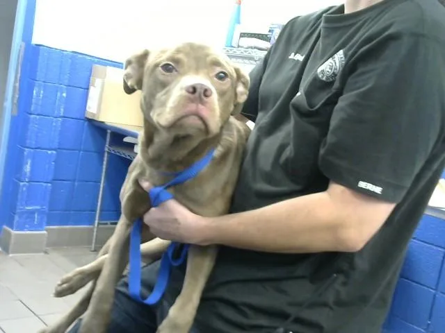 A young small-sized female Labrador Retriever dog named Anne Marie for adoption in Albuquerque, NM