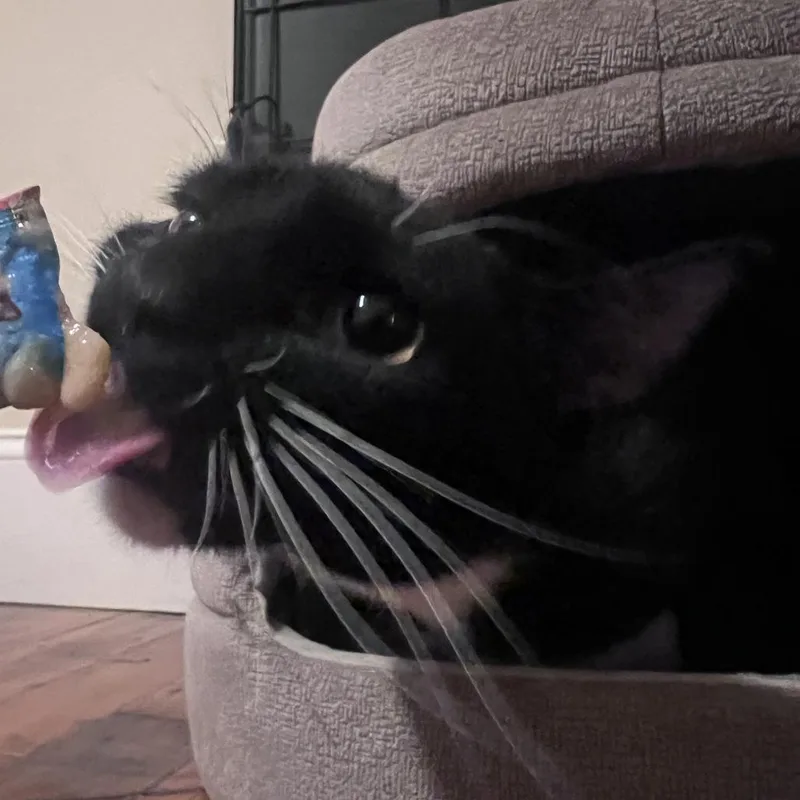 A young medium-sized female Black Domestic Short Hair cat named Katrina for adoption in Providence, RI