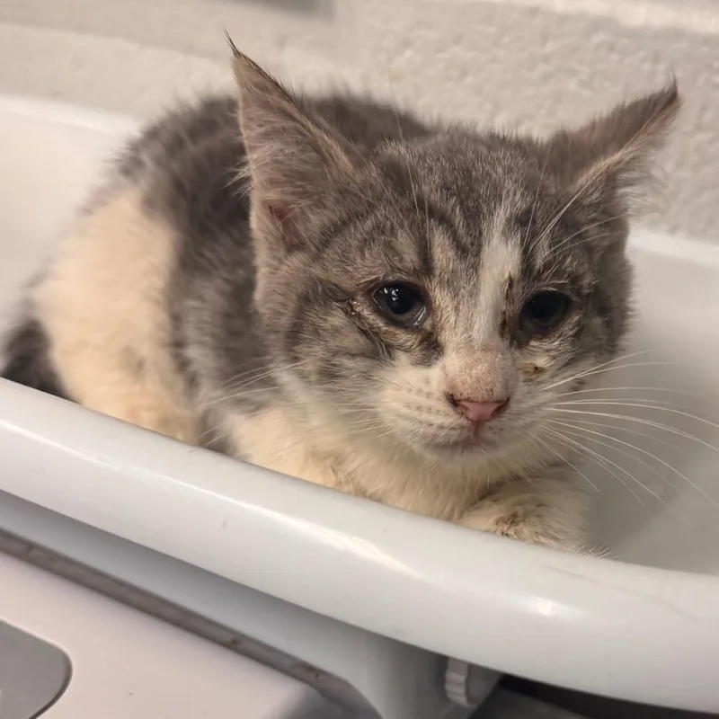 A baby small-sized female Domestic Short Hair cat named Squash for adoption in Birdsboro, PA