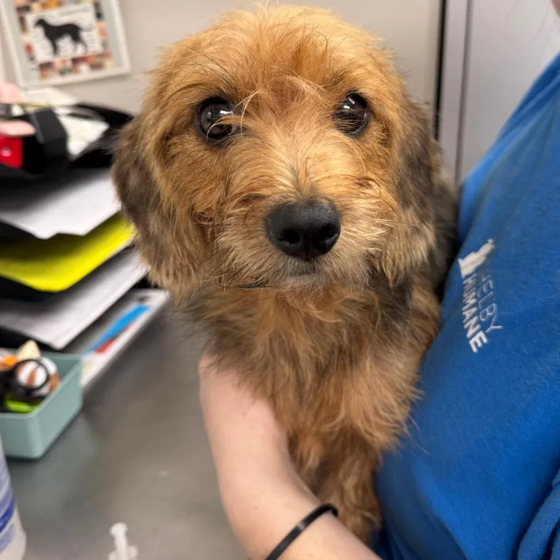 A young small-sized female Black Mixed Breed dog named Delilah for adoption in Columbiana, AL