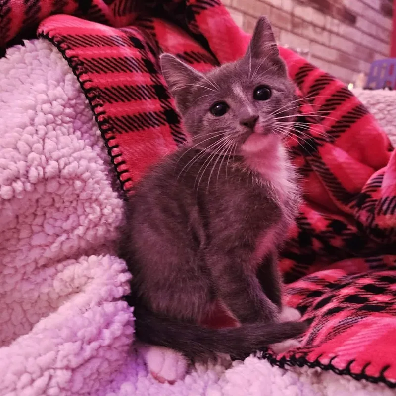 A baby small-sized male Domestic Short Hair cat named Tom for adoption in Harlingen, TX