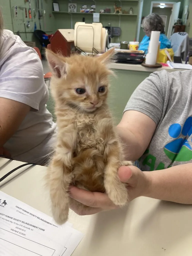 A baby medium-sized female Domestic Short Hair cat named Vogue for adoption in Burnsville, NC