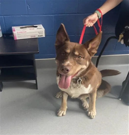 A young large-sized male German Shepherd Dog dog named Ivan for adoption in Indianapolis, IN
