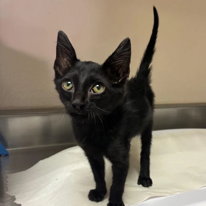 A baby small-sized female Black Domestic Short Hair cat named Hammy for adoption in San Antonio, TX