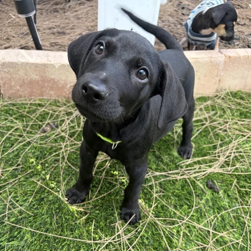 A baby medium-sized male Black Labrador Retriever dog named Lil Boy for adoption in Brownsville, TX