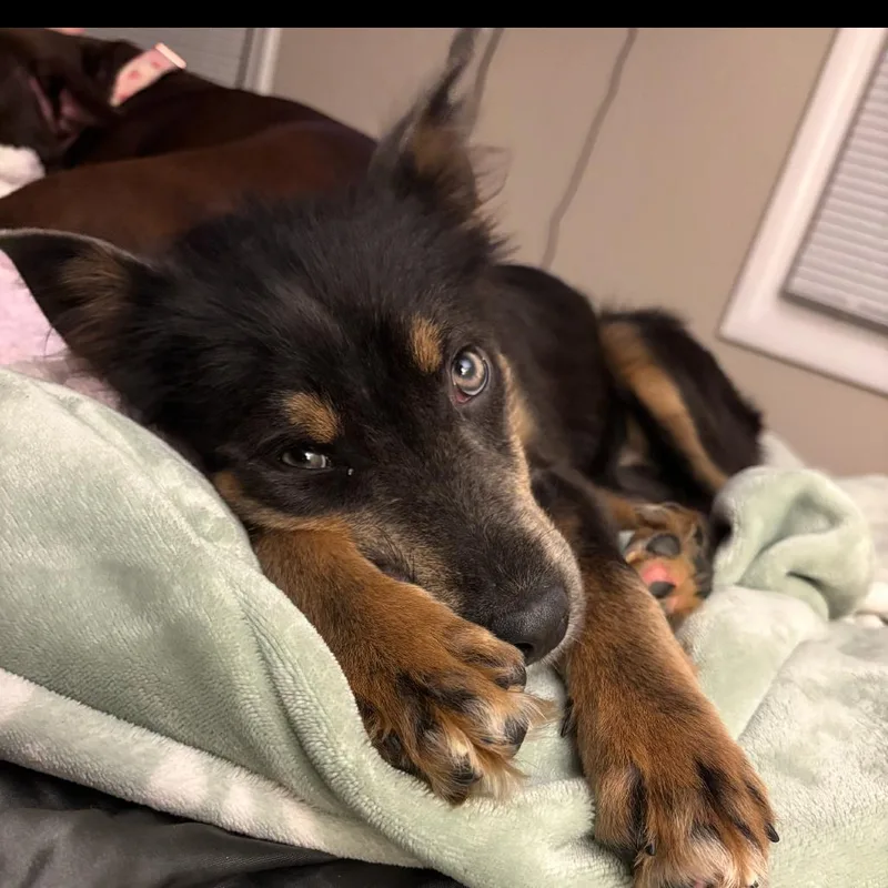 A baby medium-sized female Shepherd dog named Willow for adoption in Pasadena , MD