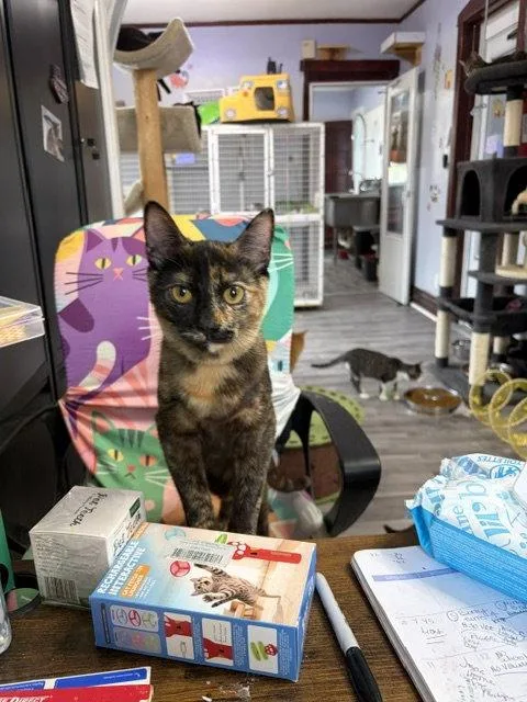 An adult medium-sized female Tortoiseshell cat named Katze for adoption in Chicago, IL