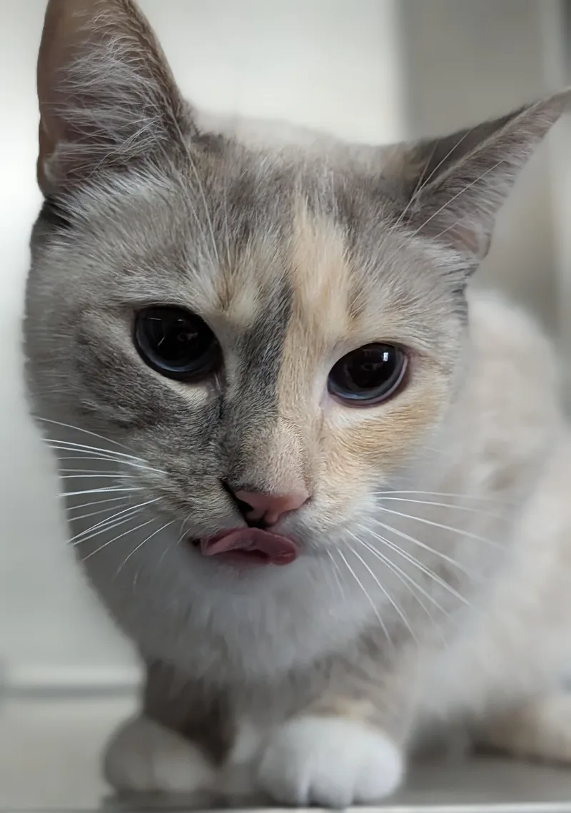 An adult medium-sized female Buff & White Siamese cat named Snowflake for adoption in Plainfield, NJ