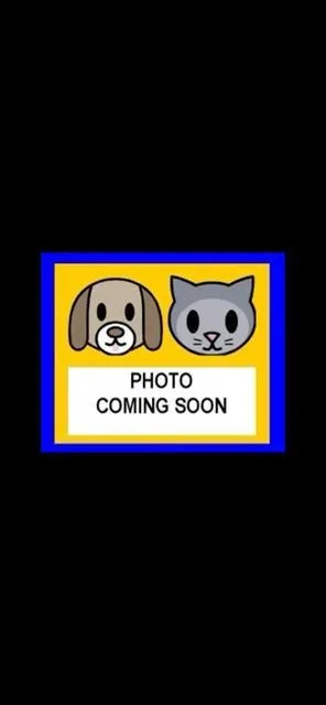 A young large-sized male American Staffordshire Terrier dog named Champion for adoption in San Antonio, TX
