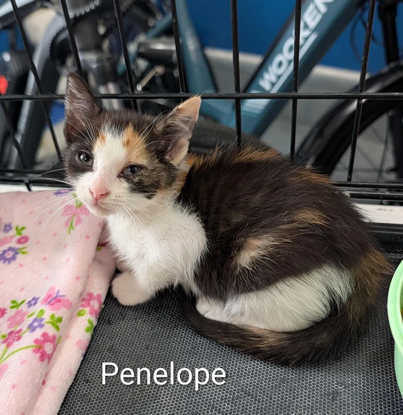 A baby medium-sized female Calico Domestic Short Hair cat named Penelope for adoption in Waterloo, IA
