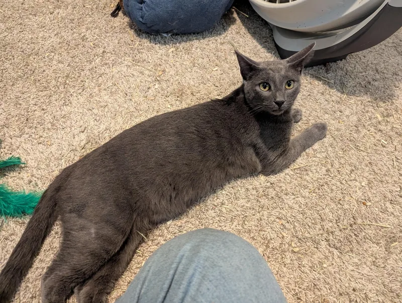 A young medium-sized male Blue Point Domestic Short Hair cat named Little Blue for adoption in Waseca, MN