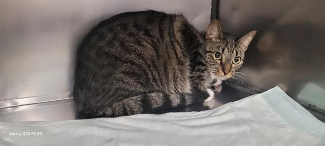 A young medium-sized female Domestic Short Hair cat named Nova for adoption in Panama City, FL