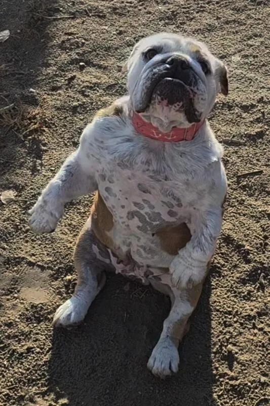 An adult medium-sized female English Bulldog dog named Tammy for adoption in Windsor, CO