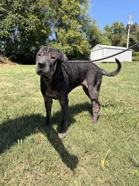An adult large-sized female Shar-Pei dog named Layla for adoption in Morristown, TN