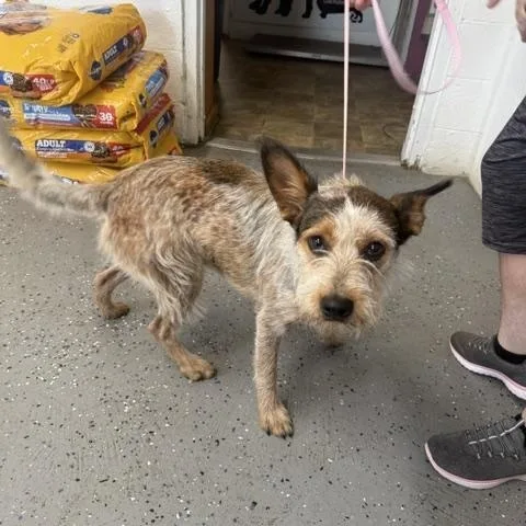 An adult medium-sized female Brown / Chocolate Wire Fox Terrier dog named Georgia for adoption in Lewisburg, TN