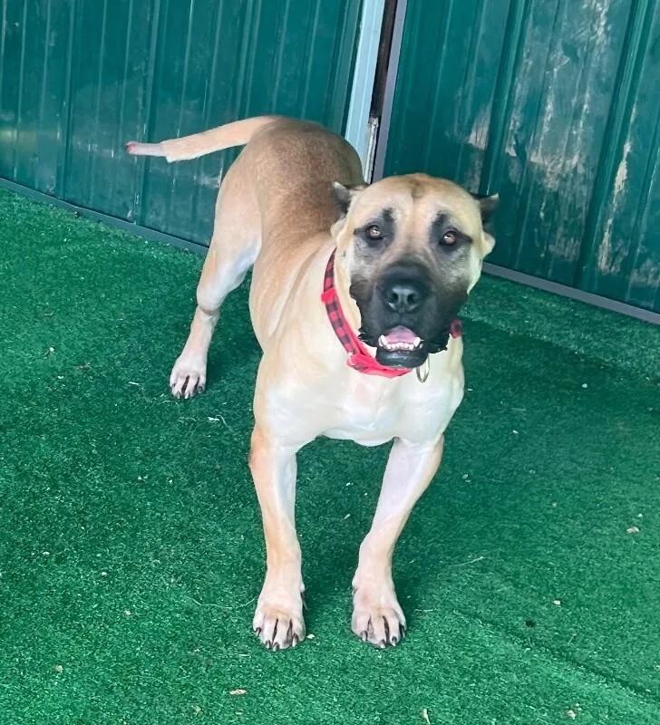 An adult medium-sized female Mastiff dog named Daphne for adoption in Roanoke, VA