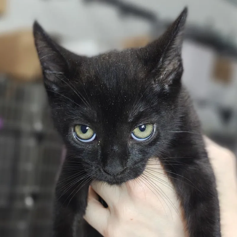 A baby small-sized female Black Domestic Short Hair cat named Zimbo for adoption in Parkland, FL