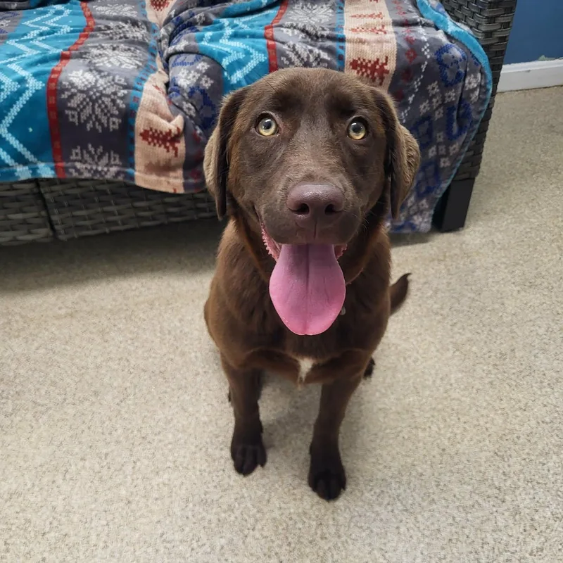A young medium-sized female Brown / Chocolate Chocolate Labrador Retriever dog named Cianna for adoption in Sunderland, MD