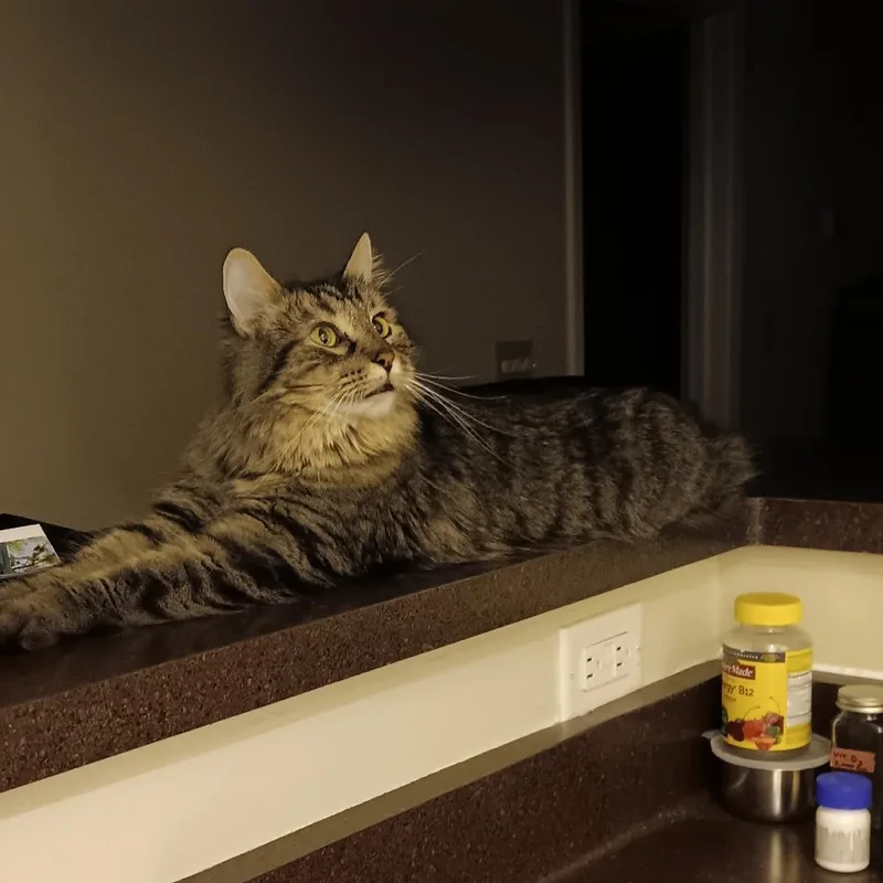 An adult medium-sized male Brown / Chocolate Domestic Long Hair cat named Archie for adoption in Middleton, WI