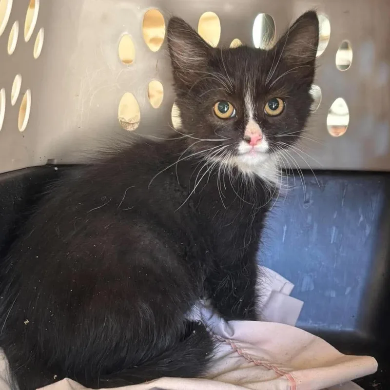 A baby small-sized male Domestic Medium Hair cat named Godrick for adoption in Nampa, ID