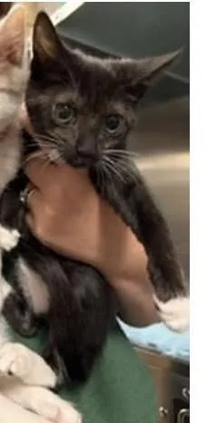 A baby medium-sized female Black & White / Tuxedo Domestic Short Hair cat named Bouncy for adoption in Cumberland, RI